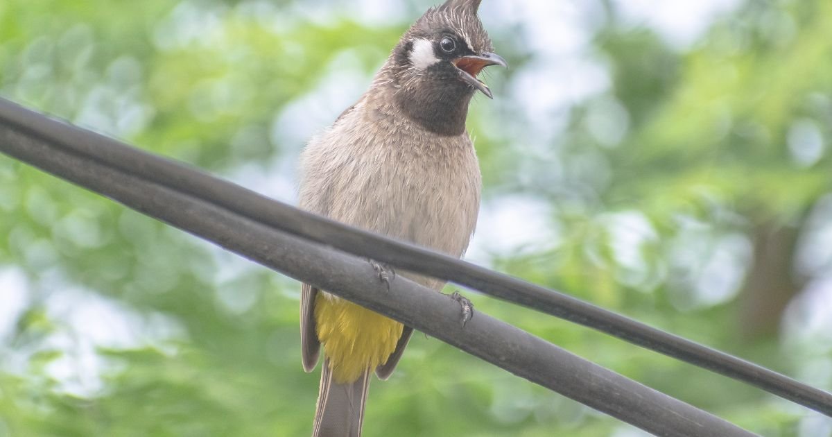 a story of bulbul in Urdu