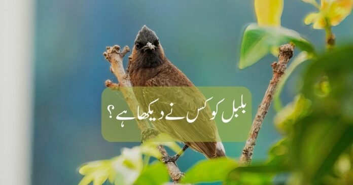 a story of bulbul in Urdu